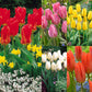 Fosteriana Collection Tulip Bulbs Blooms Species Growing Bonsai Roots Rhizomes Corms Tubers Potted Planting Reblooming Fragrant Garden Flower Seeds Plant