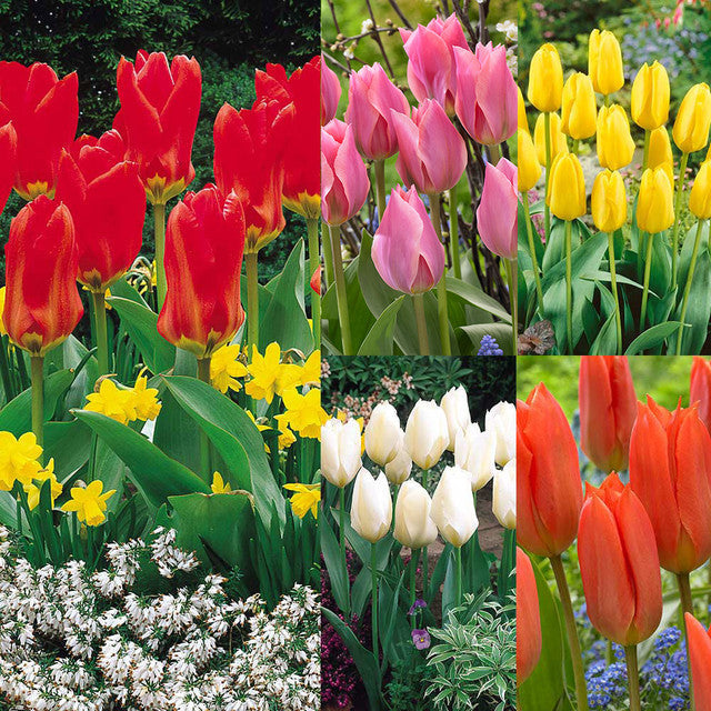 Fosteriana Collection Tulip Bulbs Blooms Species Growing Bonsai Roots Rhizomes Corms Tubers Potted Planting Reblooming Fragrant Garden Flower Seeds Plant