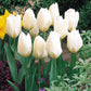 Fosteriana Collection Tulip Bulbs Blooms Species Growing Bonsai Roots Rhizomes Corms Tubers Potted Planting Reblooming Fragrant Garden Flower Seeds Plant