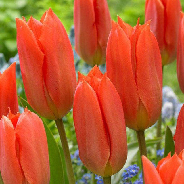 Fosteriana Collection Tulip Bulbs Blooms Species Growing Bonsai Roots Rhizomes Corms Tubers Potted Planting Reblooming Fragrant Garden Flower Seeds Plant