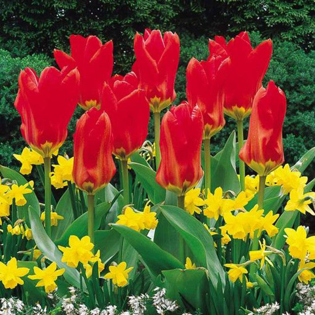 Fosteriana Collection Tulip Bulbs Blooms Species Growing Bonsai Roots Rhizomes Corms Tubers Potted Planting Reblooming Fragrant Garden Flower Seeds Plant
