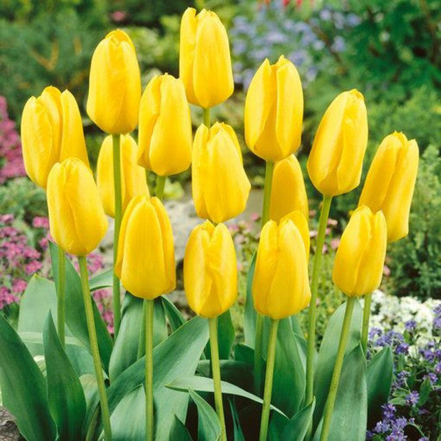 Fosteriana Collection Tulip Bulbs Blooms Species Growing Bonsai Roots Rhizomes Corms Tubers Potted Planting Reblooming Fragrant Garden Flower Seeds Plant