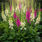 Foxglove Mix Seed