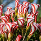 Versicolor Oxalis Bulbs Wood Sorrel Shamrock Perennial Growing Bonsai Roots Rhizomes Corms Tubers Potted Planting Reblooming Fragrant Garden Species Blooms Flower Seeds Plant Gardening