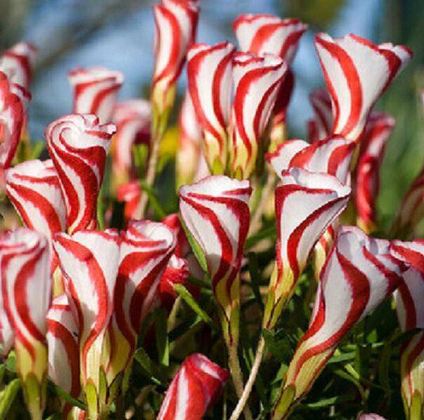 Versicolor Oxalis Bulbs Wood Sorrel Shamrock Perennial Growing Bonsai Roots Rhizomes Corms Tubers Potted Planting Reblooming Fragrant Garden Species Blooms Flower Seeds Plant Gardening