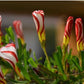 Versicolor Oxalis Bulbs Wood Sorrel Shamrock Perennial Growing Bonsai Roots Rhizomes Corms Tubers Potted Planting Reblooming Fragrant Garden Species Blooms Flower Seeds Plant Gardening