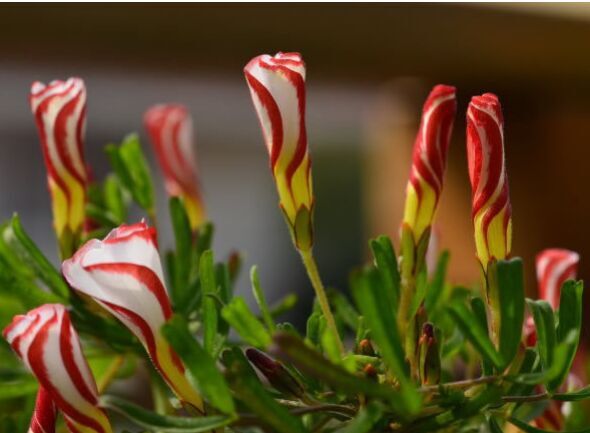 Versicolor Oxalis Bulbs Wood Sorrel Shamrock Perennial Growing Bonsai Roots Rhizomes Corms Tubers Potted Planting Reblooming Fragrant Garden Species Blooms Flower Seeds Plant Gardening