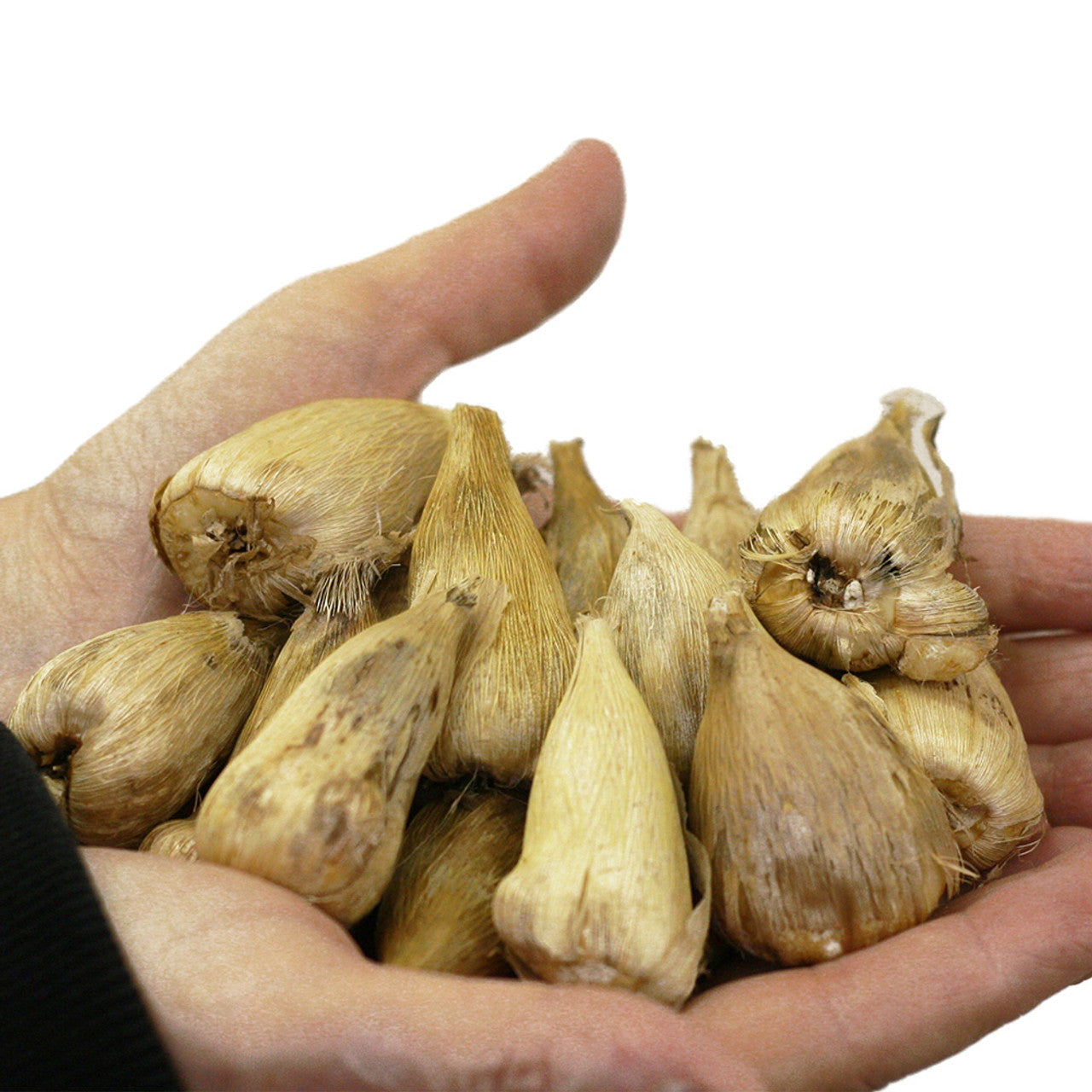 Single/Double Freesias Mix Collection Bulbs Growing Bonsai Roots Rhizomes Corms Tubers Potted Planting Reblooming Fragrant Garden Species Blooms Flower Seeds Plant Gardening