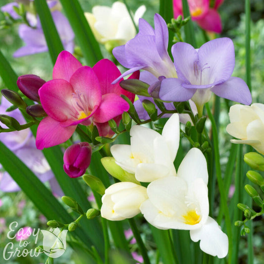 Freesia - Berries & Cream Collection