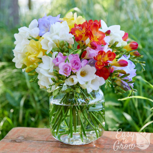 Freesia - Bountiful Bouquets Collection