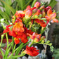 Freesia - Double Bicolor