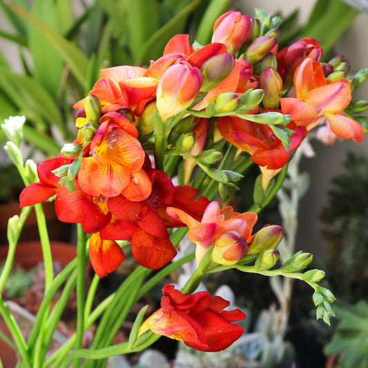 Freesia - Double Bicolor