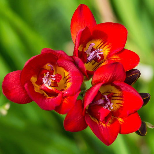 Freesia - Double Bicolor