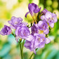Freesia - Double Blue