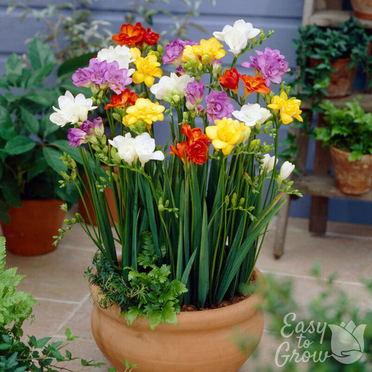 Freesia - Doubles Mix