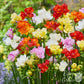 Freesia - Doubles Mix
