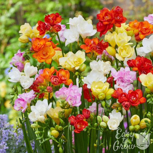 Freesia - Doubles Mix