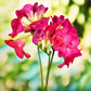 Freesia - Cottage Garden Collection