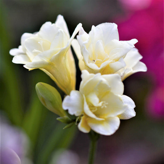 Freesia - Double White
