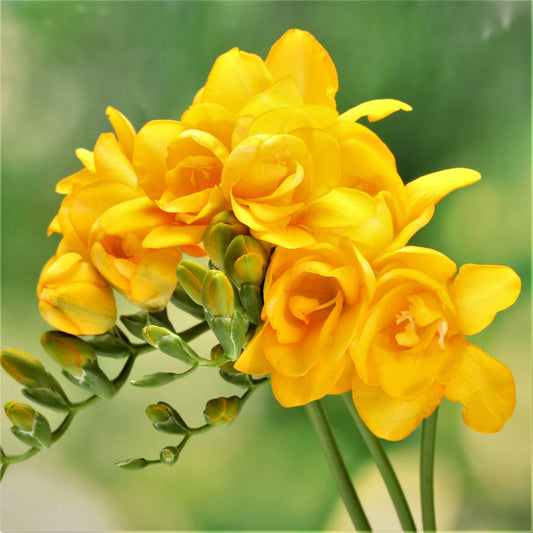 Yellow Freesia Cottage Garden Collection Bulbs Growing Bonsai Roots Rhizomes Corms Tubers Potted Planting Reblooming Fragrant Garden Species Blooms Flower Seeds Plant Gardening
