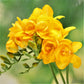 Freesia - Cottage Garden Collection