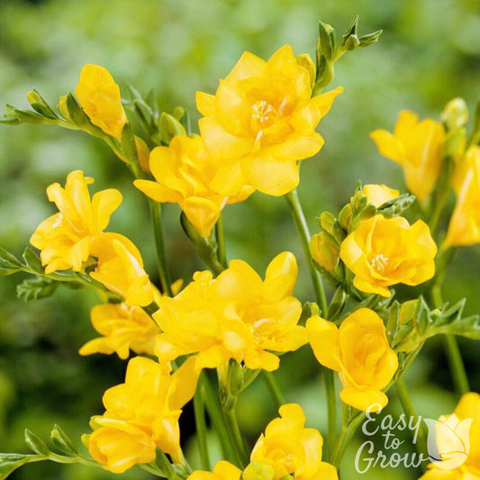 Freesia - Double Yellow