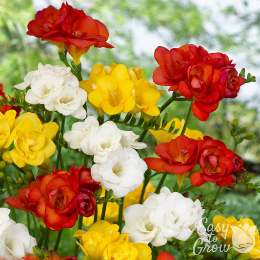 Freesia - Fire & Ice Collection