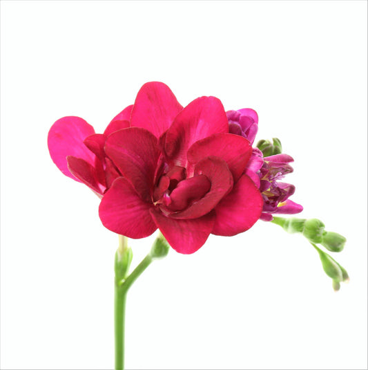 Freesia - Double Pink