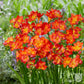 Freesia - Single Bicolor