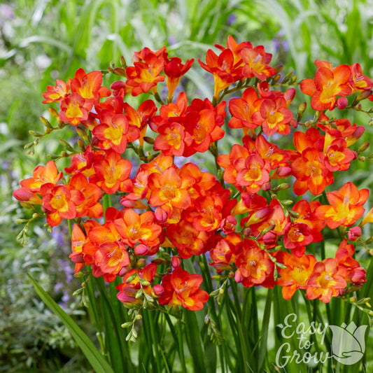 Freesia - Single Bicolor