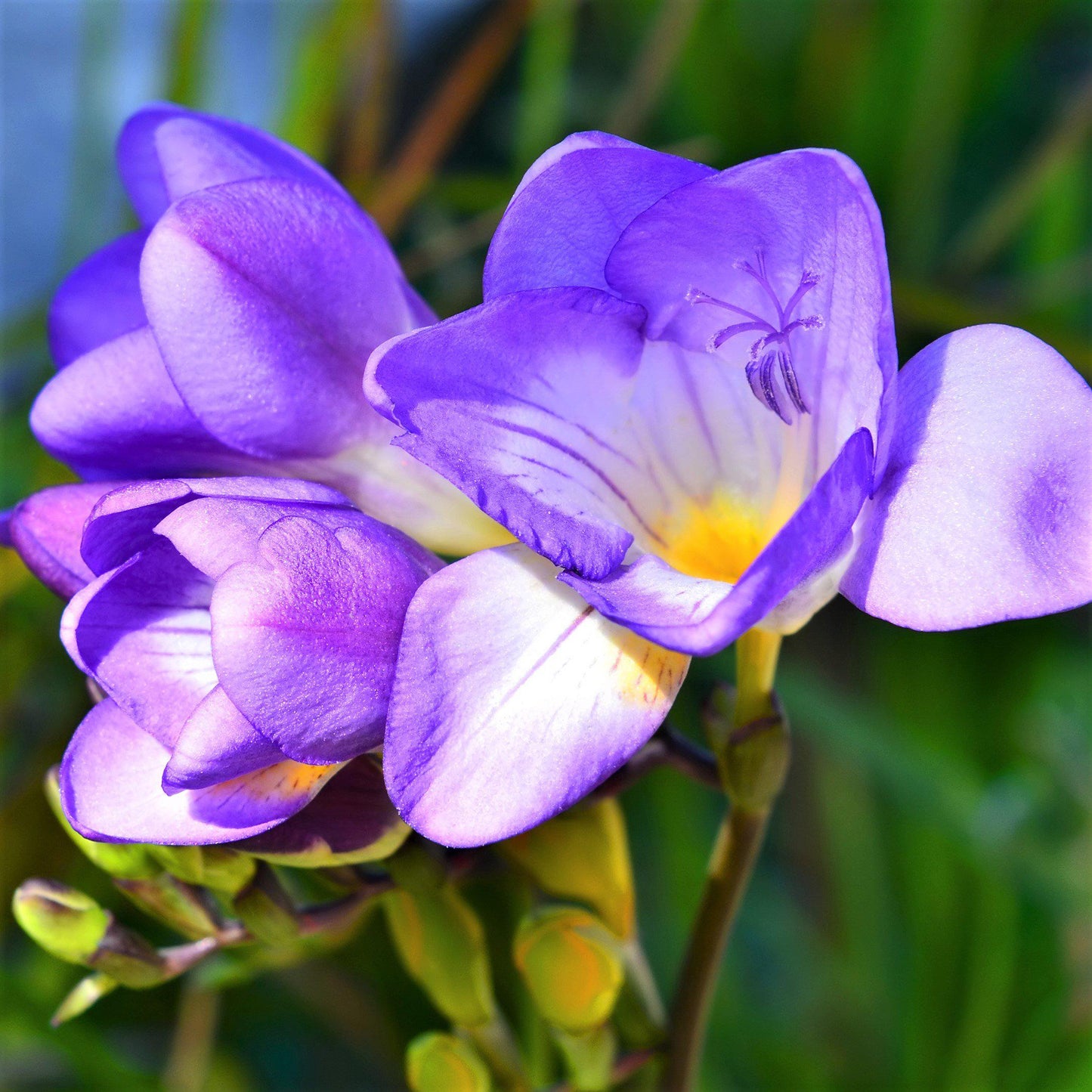 Freesia - Bountiful Bouquets Collection