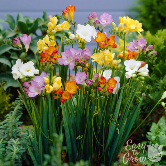 Freesia - Singles Mix