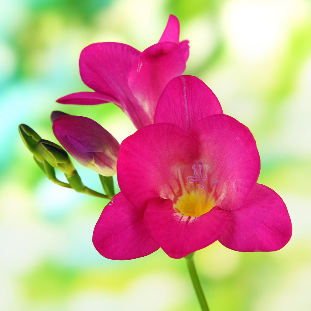 Red Freesia Bountiful Bouquets Collection Bulbs Growing Bonsai Roots Rhizomes Corms Tubers Potted Planting Reblooming Fragrant Garden Species Blooms Flower Seeds Plant Gardening