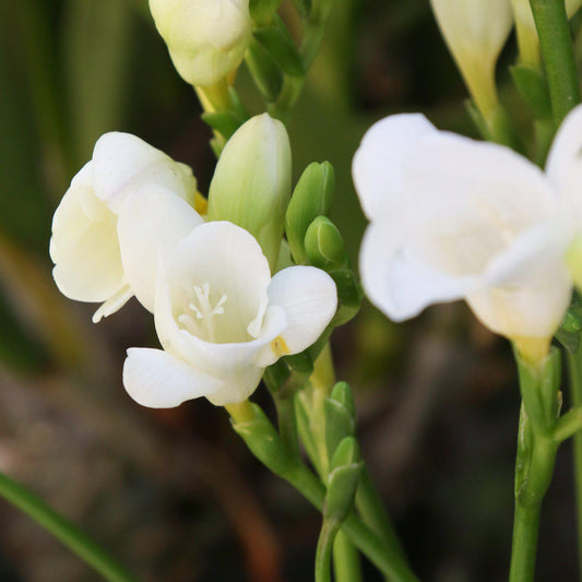 Freesia - Single White