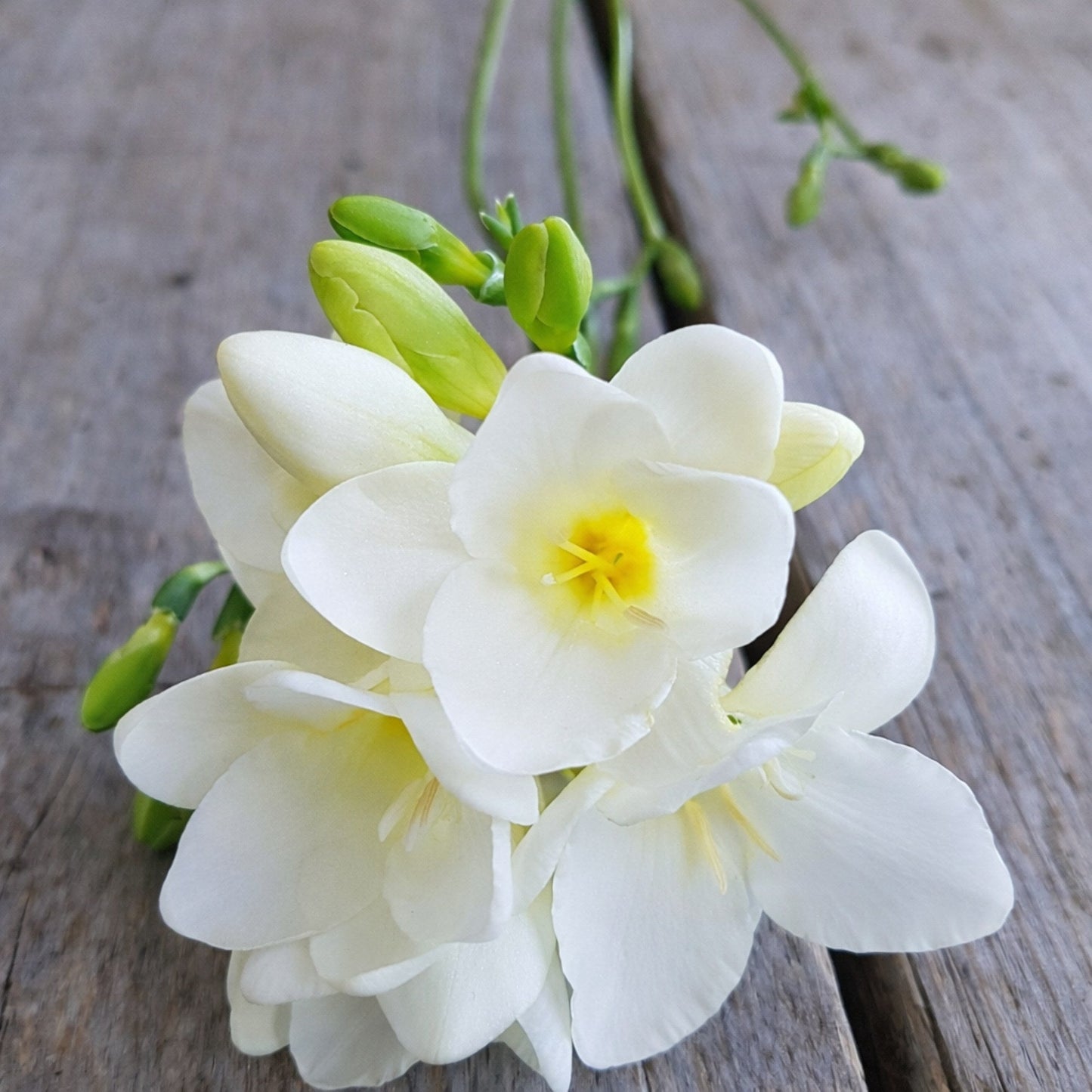 Freesia - Bountiful Bouquets Collection