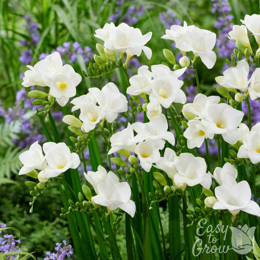 Freesia - Single White