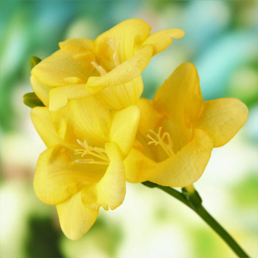 Yellow Freesia Bountiful Bouquets Collection Bulbs Growing Bonsai Roots Rhizomes Corms Tubers Potted Planting Reblooming Fragrant Garden Species Blooms Flower Seeds Plant Gardening