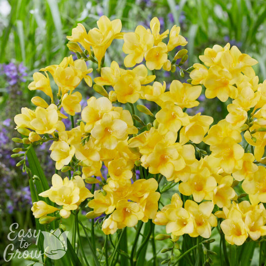 Freesia - Single Yellow