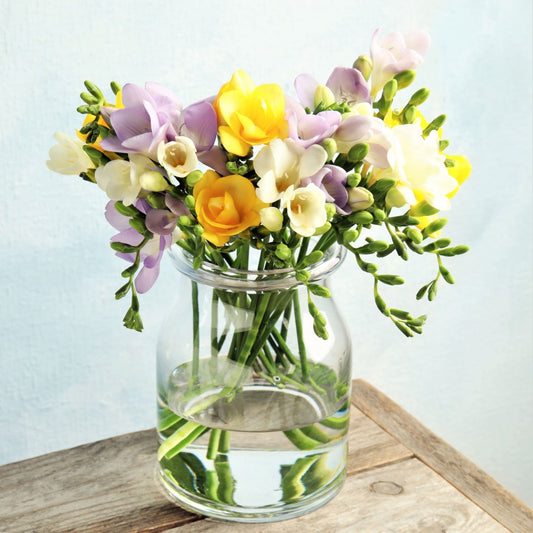 Freesia - Sunny Day Collection