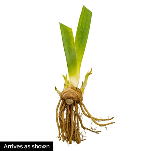 Careless Sally Siberian Iris Iris Species Growing Bonsai Bulbs Roots Rhizomes Corms Tubers Potted Planting Reblooming Fragrant Garden Flower Seeds Plant