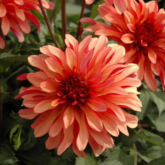 Dahlia - Gallery Art Deco