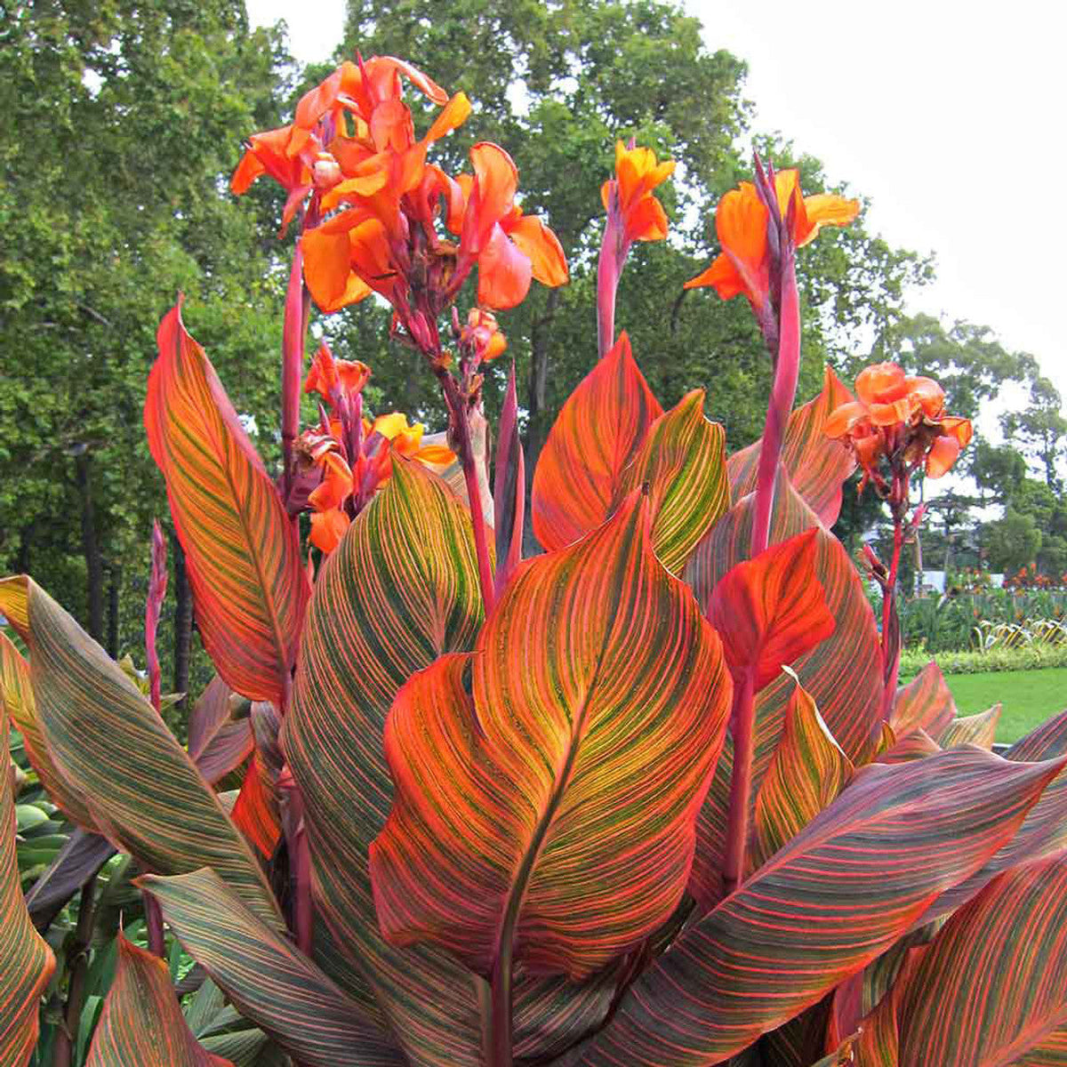 Canna Bulbs Perennial Growing Bonsai Roots Rhizomes Corms Tubers Potted Planting Reblooming Fragrant Garden Species Blooms Flower Seeds Plant Gardening