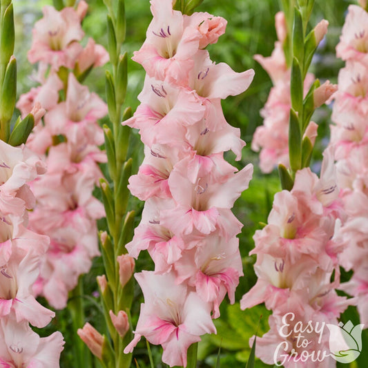 Gladiolus - Adrenalin
