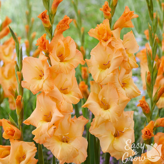 Gladiolus - Arcadia