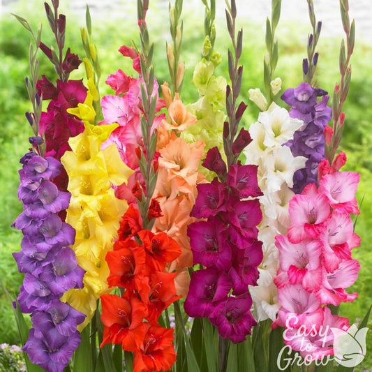 Gladiolus - Artistic Arrangers Mix
