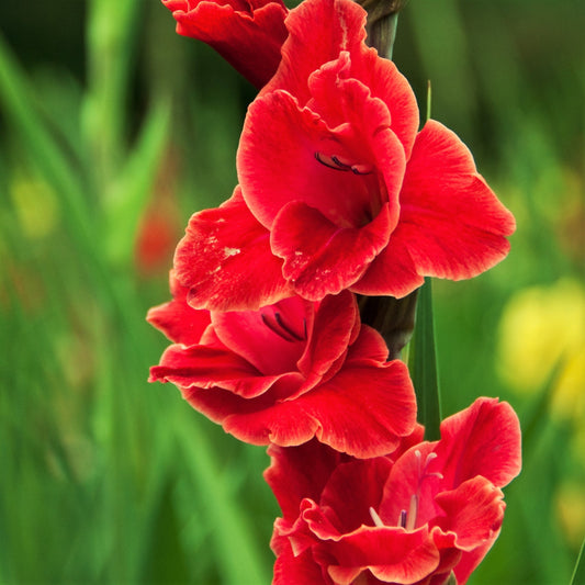 Gladiolus - Atom