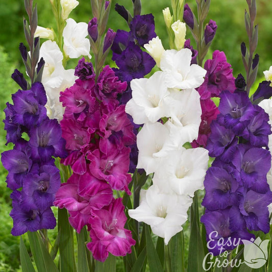 Gladiolus - Berries & Cream Collection