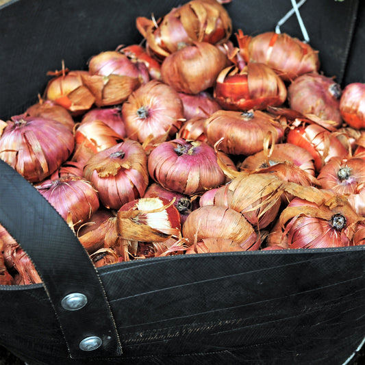 Gladiolus - Ravel