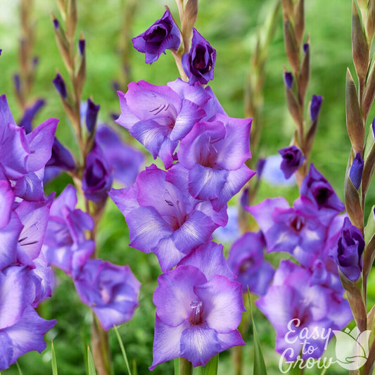 Gladiolus - Chemistry