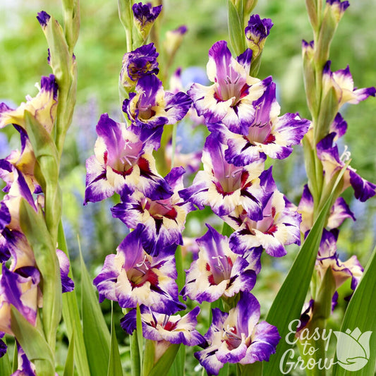 Gladiolus - Circus Color